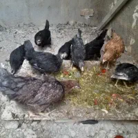 جوجه|حیوانات مزرعه|نسیم‌شهر, |دیوار