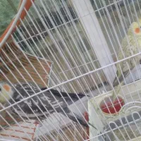 عروس هلندی خانگی|پرنده|اصفهان, بهرام‌آباد|دیوار