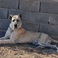 توله نر 9 ماهه