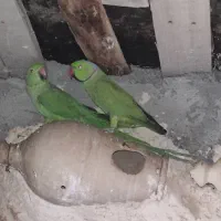 طوطی ملنگو|پرنده|ایرانشهر, |دیوار