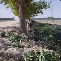 سگ گله|سگ|چناران, |دیوار