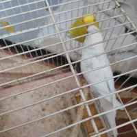 یک جفت مرغ عشق