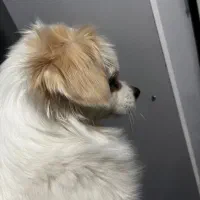 سگ خانگی|سگ|اردبیل, |دیوار