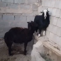 گوسفند و بز|حیوانات مزرعه|میاندوآب, |دیوار