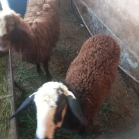 بره|حیوانات مزرعه|گرگان, |دیوار