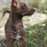 سگ پامر و مانتو