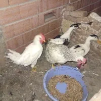 جوجه  یک روز