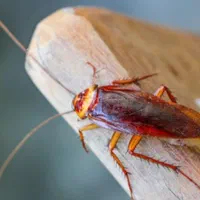 سمپاشی با ضمانت کتبی دریک مرحله سم پاشی ساس ،سوسک|خدمات نظافت|تهران, افسریه شمالی|دیوار