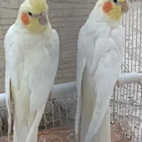 سرپرستی انواع عروس هلندی بالغ
