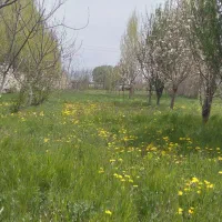 باغ تک برگ سند