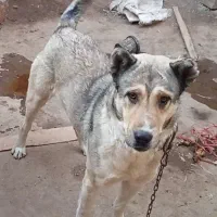 سگ پژدرو سراب قاطی. نگهبانی