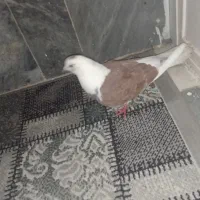 ماده شازده گلی|پرنده|قم, نیروگاه|دیوار