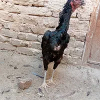 مرغ لاری سیاه ذات دار فروشی