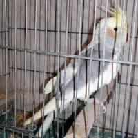 عروس نر سخنگو مست آماده جفت دستی