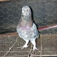 سرور نر تضمینی