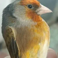 سهره قناری ماده