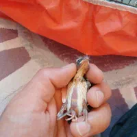 سهره  قناری ماده جفتی سهره پنج تخم جوجه ابلغ بده|پرنده|تهران, شهرک آسمان|دیوار