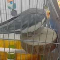 عروس هلندی نر