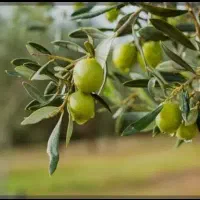 چیدن  زیتون