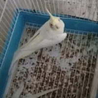 عروسهلندی|پرنده|گرمسار, |دیوار