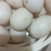 تخم اردک اسرائیلی