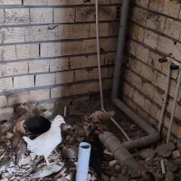 لوله کش|خدمات پیشه و مهارت|زاهدان, |دیوار