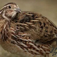 بلدرچین تخم گزار و بلدرچین نر مجموع ۱۰ عدد
