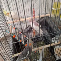 عروس هلندی بالغ