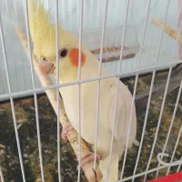 دو عدد طوطی عروس هلندی اهلی و خوشگل|پرنده|سبزوار, امیر کبیر|دیوار