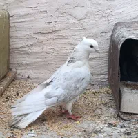 کبوتر دوکت