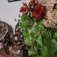 مبل استیل سلطنتی ۷ نفره|مبلمان خانگی و میز عسلی|ابریشم, |دیوار