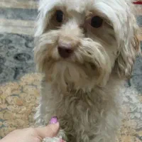 سگ پودل تریر|سگ|کرج, گوهردشت|دیوار