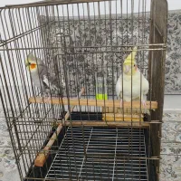 عروس هلندی