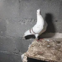 کبوتر|پرنده|سیلاخور, |دیوار