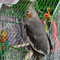 عروس هلندی|پرنده|فومن, |دیوار