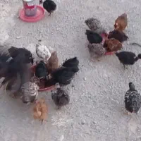 جوجه
