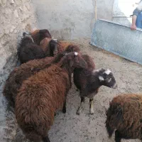 بره ماده... توخلو ماده