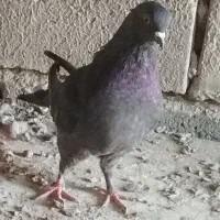 کبوتر اوچان ساعتی|پرنده|مشگین شهر, |دیوار