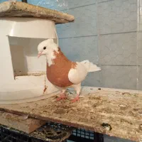 طوقی زرد ماده|پرنده|تربت جام, پاسداران|دیوار