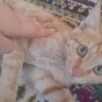گربه|گربه|بیرجند, |دیوار