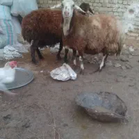 دوعدد میش آبس تن جوان