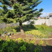 زمینی به مساحت 350 متر اوشیان|فروش زمین و ملک کلنگی|چابکسر, |دیوار