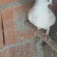 کبوتر فروشی|پرنده|ساری, |دیوار