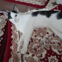 واگذاری گربه