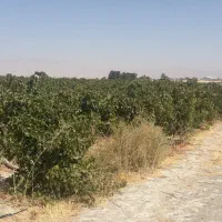 باغ شهر|فروش آپارتمان|شیراز, کوشک بیدک|دیوار