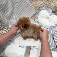 مالی شیت|سگ|تهران, شهرک هما|دیوار