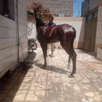 نریون ترکمن|اسب و تجهیزات اسب‌سواری|تربت‌حیدریه, پارک کاشانی|دیوار