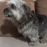 سگ شیتزو شناسنامه دار