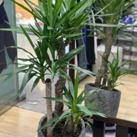 درختچه یوکا