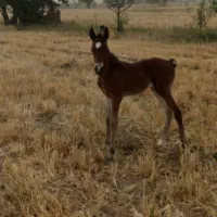 کره نریان نژاد کرد پرخون دم گیر